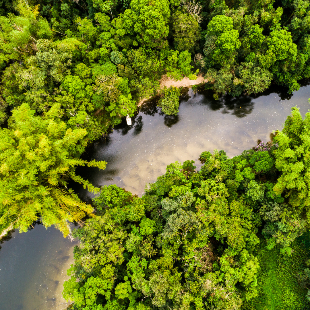 floresta amazonica vista de cima com um rio