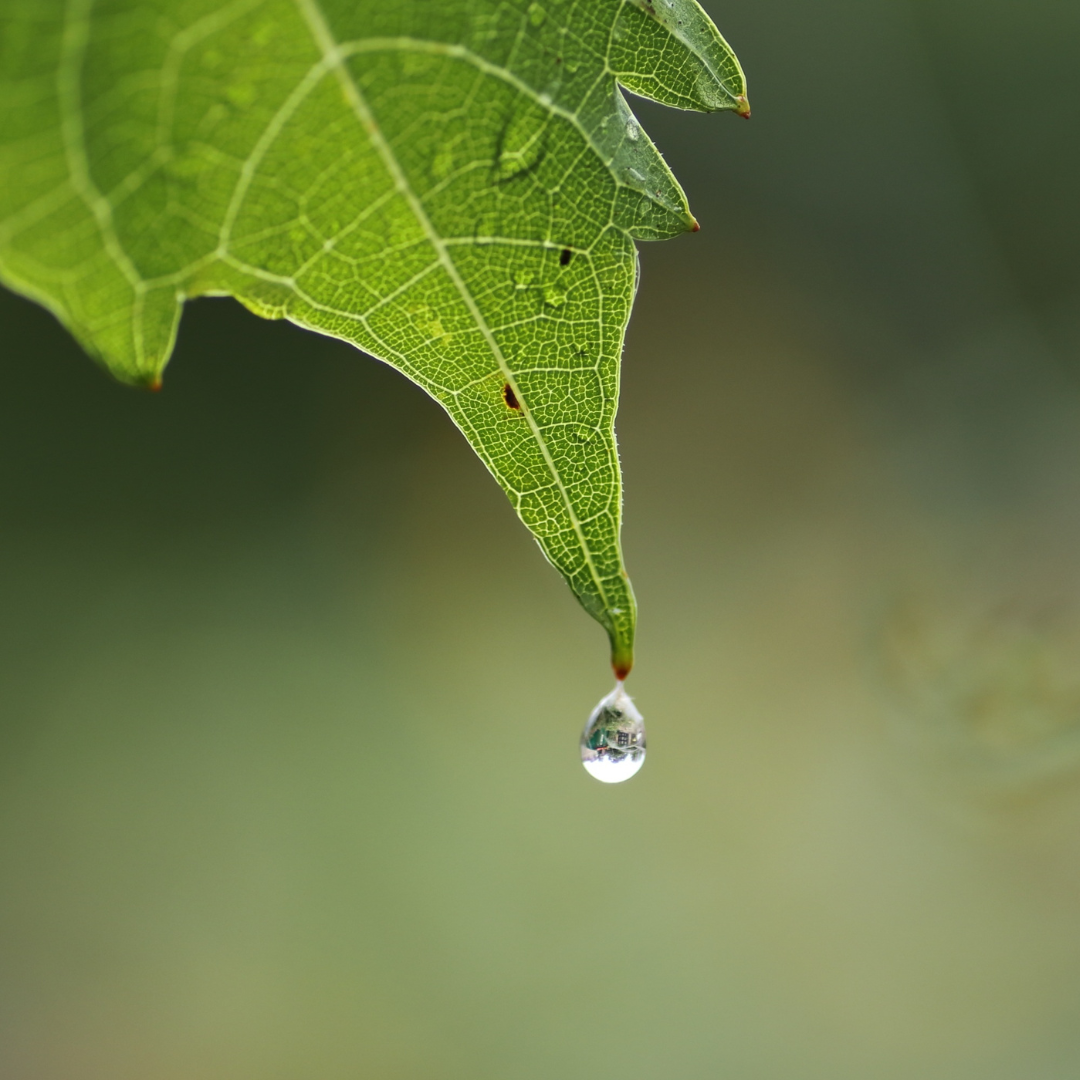 detalhe de uma folha com uma gata de agua pendurada